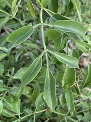 Pandorea linearis