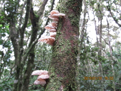 Marasmiellus alliiodorus