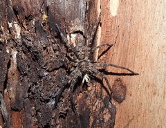 Heteropoda renibulbis