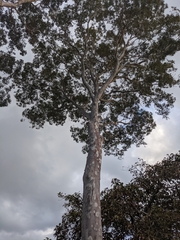 Corymbia maculata
