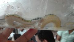 Erythrolamprus melanotus