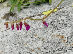 Hedysarum caucasicum