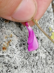 Hedysarum caucasicum