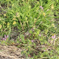 Lamium amplexicaule