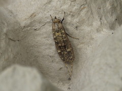 Gerontha acrosthenia
