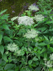 Angelica edulis