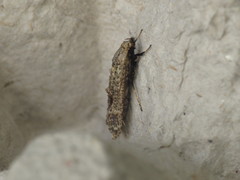 Gerontha acrosthenia