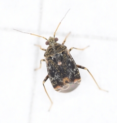 Charagochilus gyllenhalii