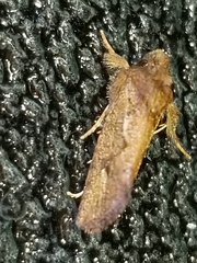 Acrolophus walsinghami