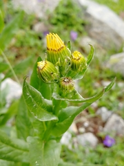 Senecio kolenatianus