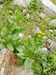 Senecio kolenatianus