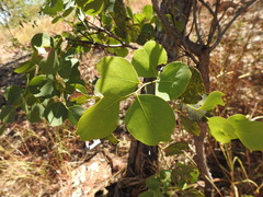 Erythrophleum chlorostachys