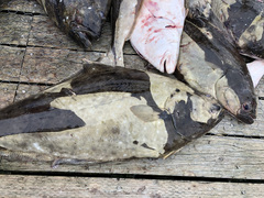 Hippoglossus stenolepis