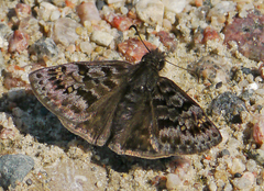 Erynnis martialis