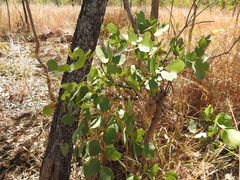 Erythrophleum chlorostachys