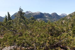 Cupressus nootkatensis