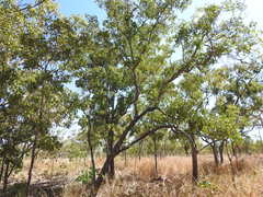 Erythrophleum chlorostachys