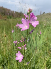 Sidalcea neomexicana
