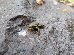 Rhinella atacamensis