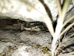 Rhinella atacamensis