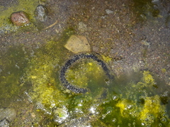 Rhinella atacamensis