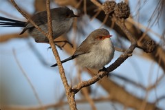 Malurus cyaneus ashbyi