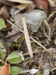 Geomantis larvoides