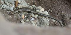 Cryptoblepharus novocaledonicus