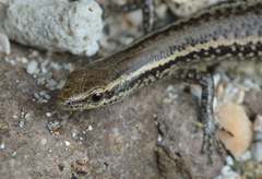 Cryptoblepharus novocaledonicus