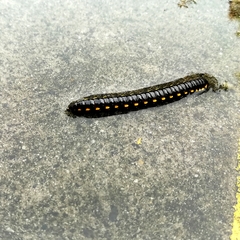 Asiomorpha coarctata