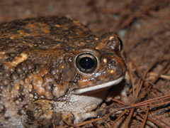 Sclerophrys pusilla