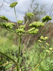 Angelica pinnata
