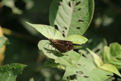 Caltoris cahira austeni