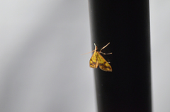 Choristostigma