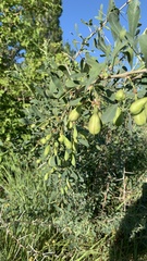 Chamaecytisus ruthenicus