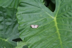 Abraximorpha davidii