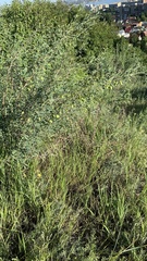 Chamaecytisus ruthenicus