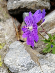 Geranium gymnocaulon