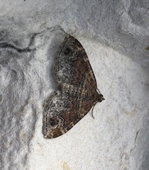 Xanthorhoe spadicearia