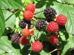 Rubus coreanus