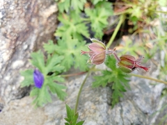 Geranium gymnocaulon