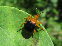 Tomapoderus ruficollis