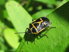 Eurydema gebleri