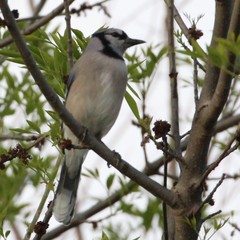 Cyanocitta cristata