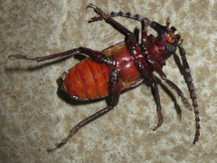 Prionus insularis