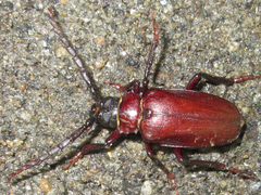 Prionus insularis