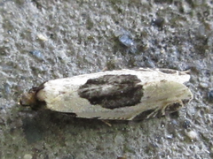 Morophaga bucephala
