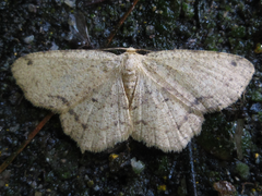 Microcalicha invenustaria