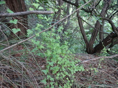 Maurandya antirrhiniflora