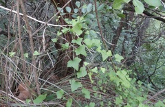 Maurandya antirrhiniflora
